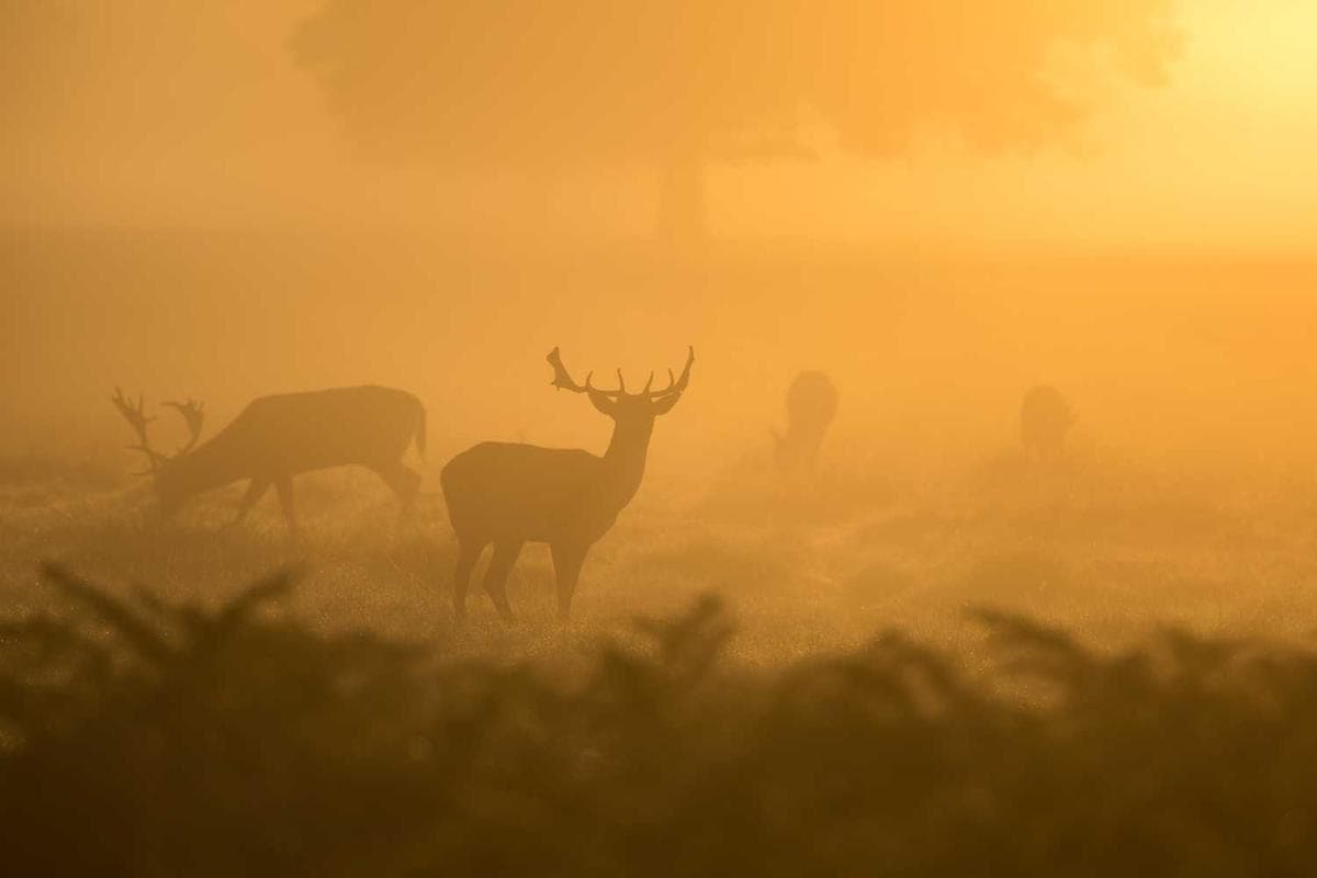 The Rise of Mirrorless: Is It Time to Ditch Your DSLR?